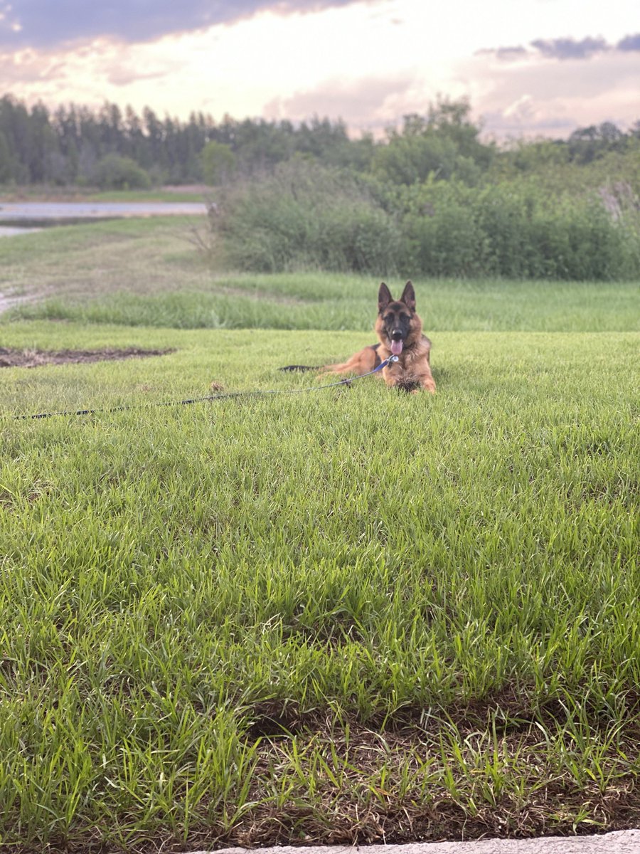 <a href="/KingtheChinese1/">The King & His Shadow</a> Amen ours was a hand full and so aggressive. But we committed to him and now the best protector/ friend around. Still eat that ass if you hurt us but that’s fine