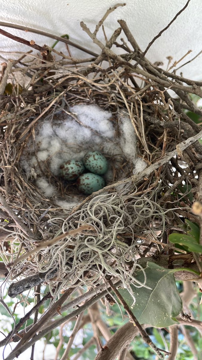artsychristie's tweet photo. They grow up so fast!🥲 Our mockingbirds nested in a little tree, crawling up the side of an outdoor washroom! Parents are bringing the babies bugs from 6am to 9pm…true champions of parenting! #mockingbirds #mockingbird #blueeggs #nest #birding #birdwatching #bird #babybirds🐣 https://t.co/TTUcrjY4sK