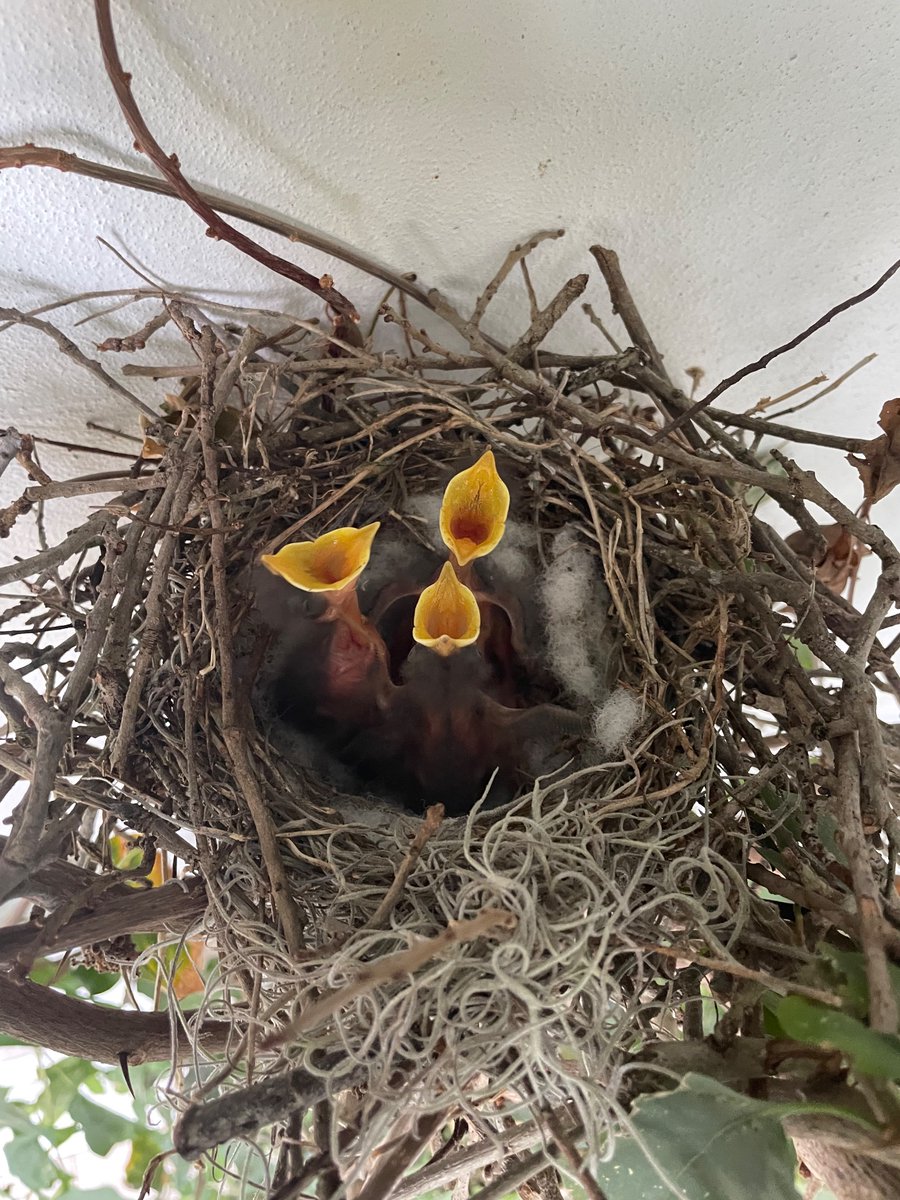 artsychristie's tweet photo. They grow up so fast!🥲 Our mockingbirds nested in a little tree, crawling up the side of an outdoor washroom! Parents are bringing the babies bugs from 6am to 9pm…true champions of parenting! #mockingbirds #mockingbird #blueeggs #nest #birding #birdwatching #bird #babybirds🐣 https://t.co/TTUcrjY4sK