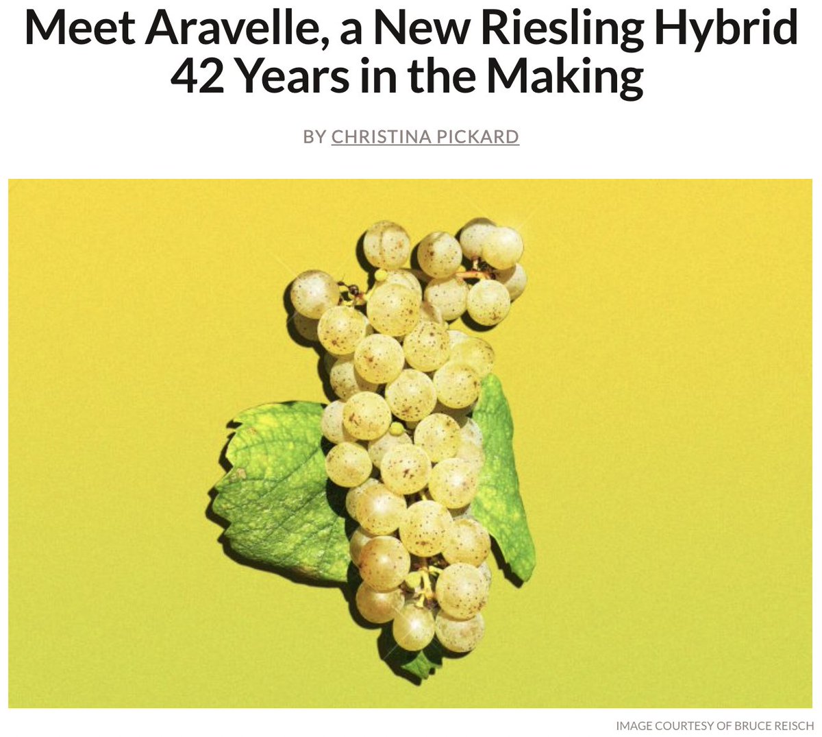 'Aravelle' means "grace" or "favor". We've been graced with Bruce Reisch's incredible expertise in the wine industry for 42 years and are thrilled to see his work at Cornell recognized by Wine Enthusiast in their coverage of his program's newest release.
winemag.com/2023/04/04/ara…