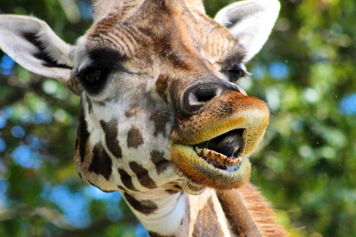 Media Source: instagram.com/p/CFVpJ0GDHLf/

Giraffic Park 🦒 

#niagarasafari #safari #niagara #myniagara #niagararegion #forterie #stevensville #visitniagara #safariniagara ( #📷 @experience_niagara )