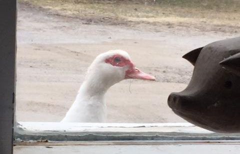 Easter weekend is nearly upon us! Check out the link below for an update on the Quack Shack, AND find some savings for our next show There Goes the Bride, opening April 14th. We look forward to seeing you back again soon!
conta.cc/3ZL5qRs