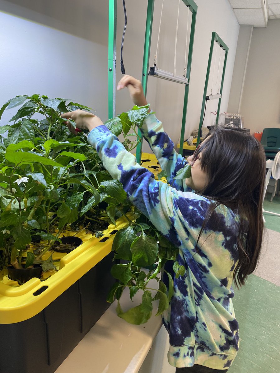 meghan8899's tweet photo. Picked some peppers just in time for Easter break! @SucSeedCanada https://t.co/TRV5KJ1sil