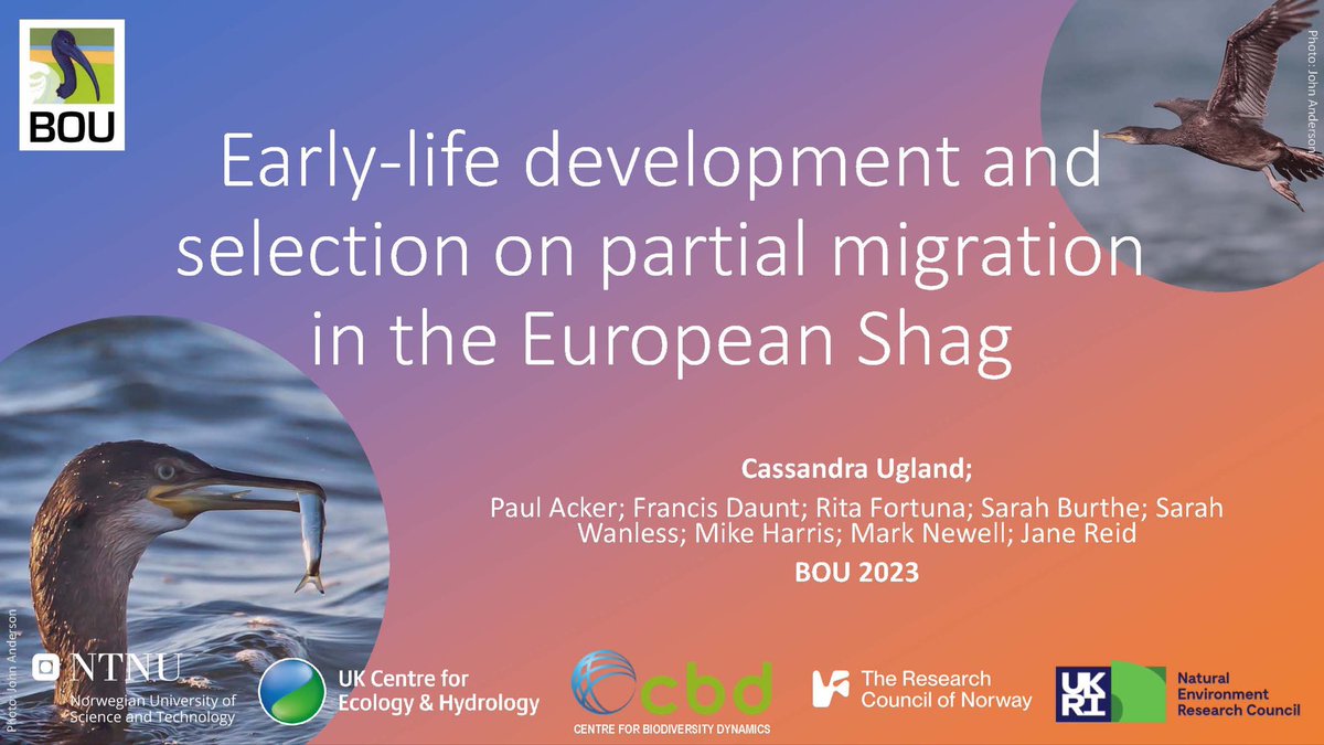 1/6 #BOU2023 #SESH4: Seasonal migration is a critical movement allowing individuals to escape from seasonal extremes. To predict how populations might respond to increased seasonal variation it is crucial that we understand the development of traits like movement and survival.