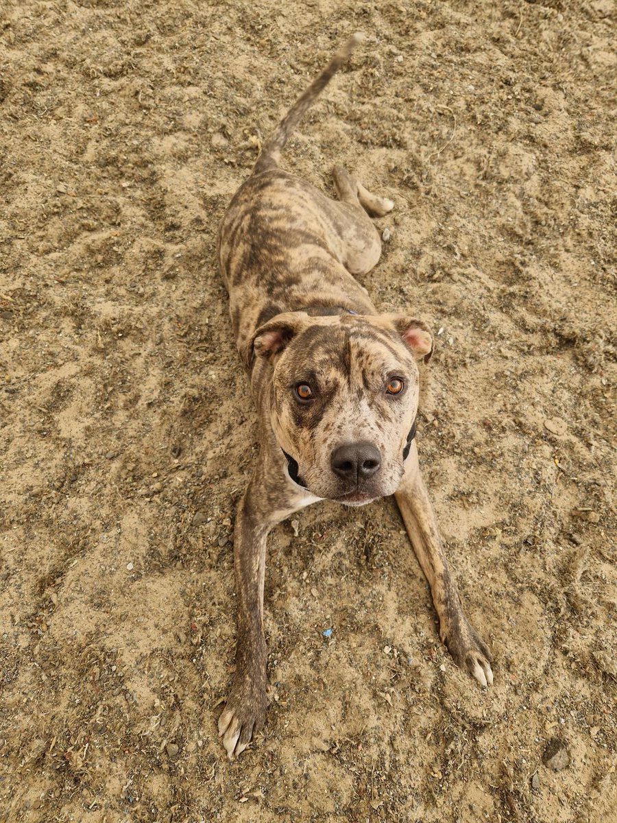UCReaseheath's tweet image. Bruno has been practicing camouflage during his walks this week! 😍

Do you dream of a career working with dogs? Find out more about our canine degrees at: ucreaseheath.ac.uk/canine-behavio… 

Nurturing. It’s in our nature.

#ItsInOurNatureUCR #Reaseheath #caninebehaviour #degree #dogs