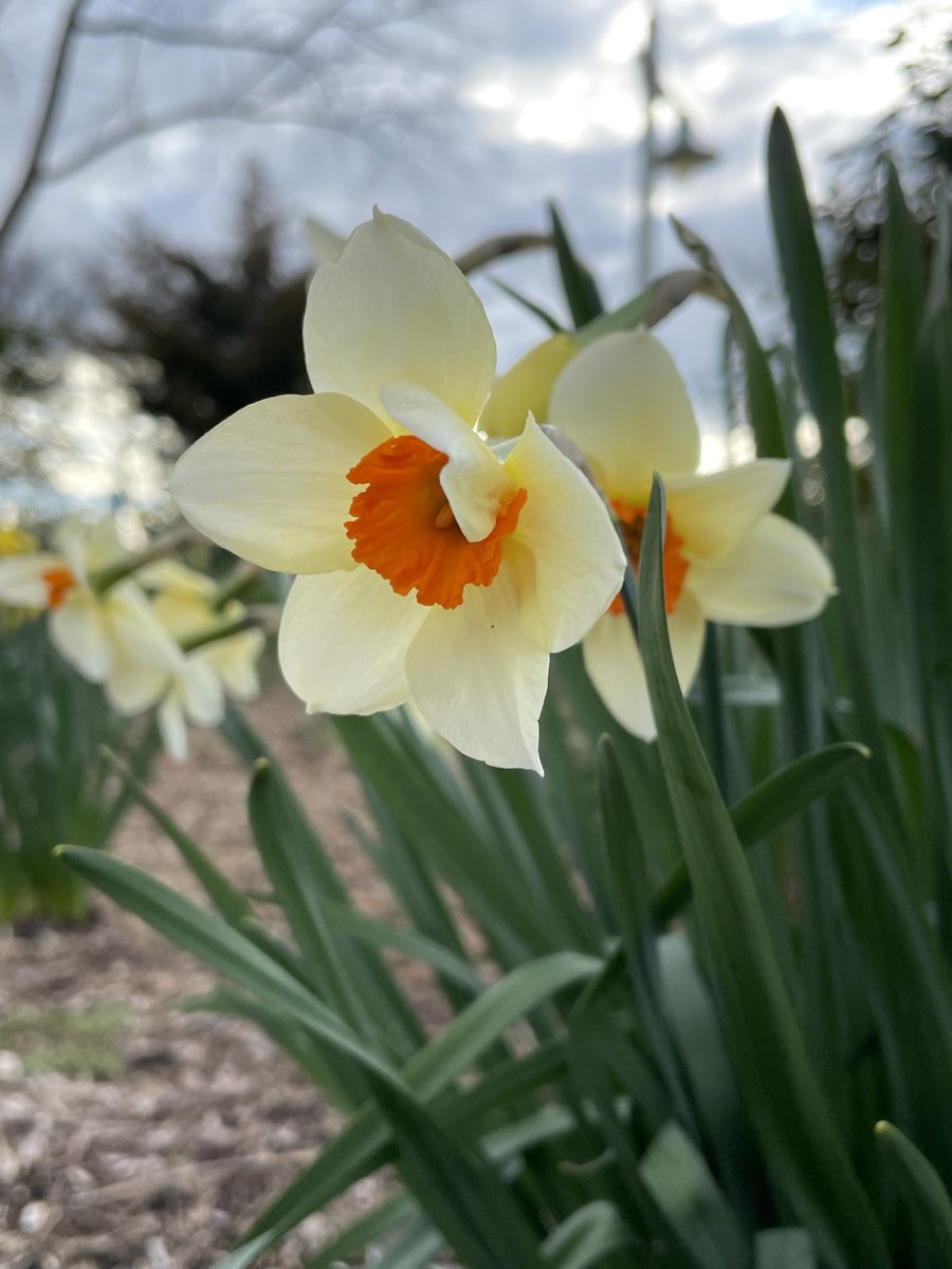 HudsonRiverPark's tweet photo. The Park is springing to life! We’ve spotted daffodils, forsythia, hyacinths and more, bringing color back to Park gardens. The daffodil display around the Pier 63 Lawn Bowl in Chelsea looks especially spectacular right now — why not stop by for a spring stroll? https://t.co/pXLTNHU0DJ