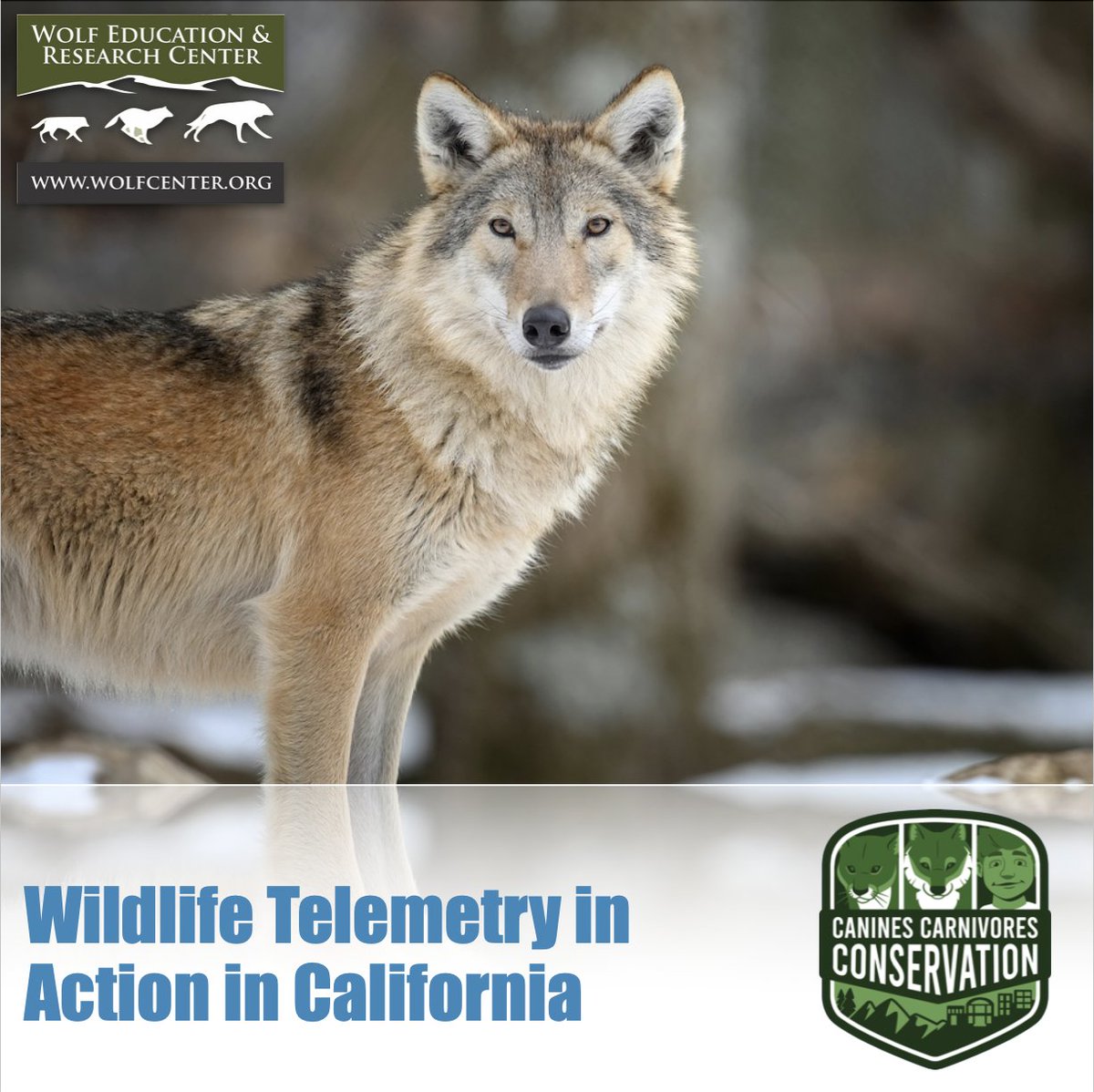 SawtoothLegacy's tweet photo. California recently captured two gray wolves, put satellite collars on them, and then released them back into the wild. The information they collect can help protect wolves. Read more about this and Wildlife Telemetry here: https://t.co/FZnG1oVnNk https://t.co/1pvtpOXaXe
