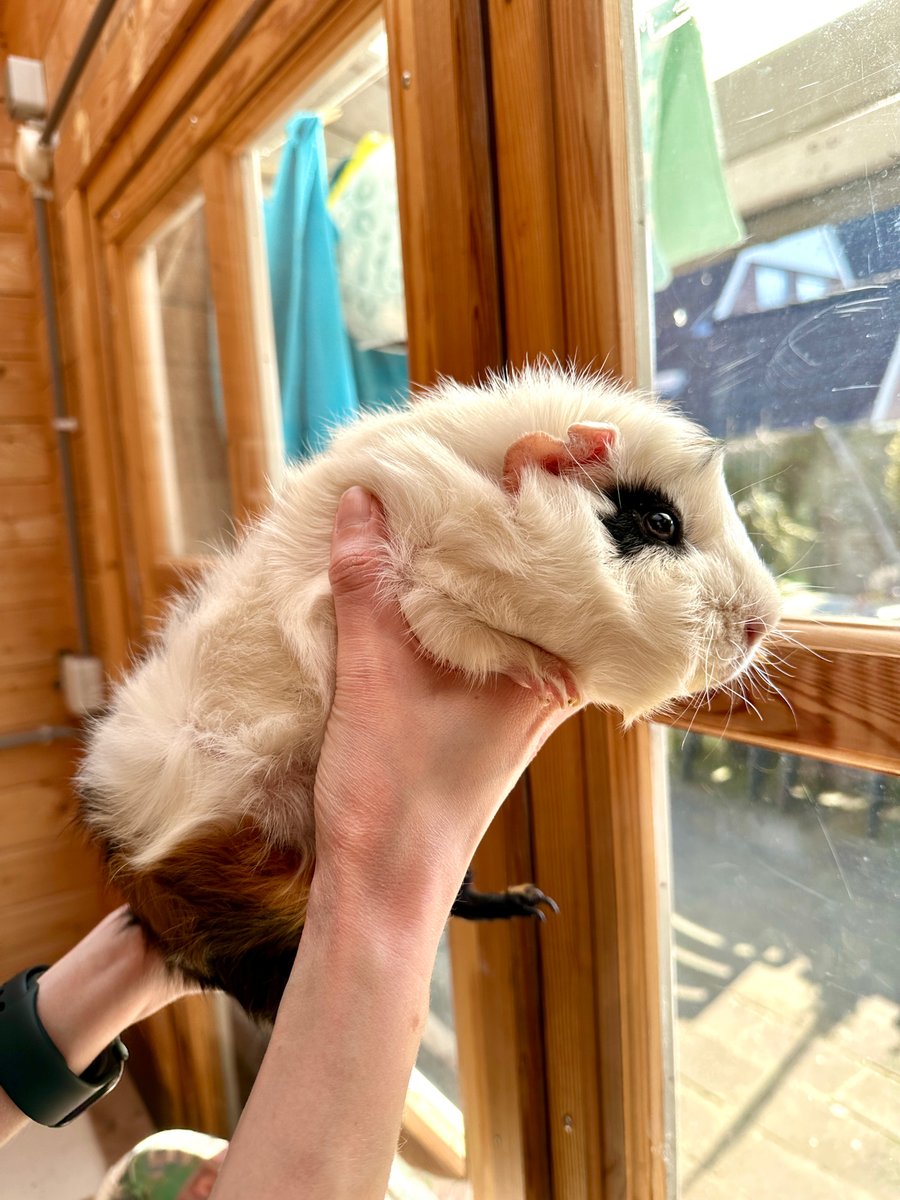 DeMannies's tweet photo. Spring is in the air! Perry and Ollie love the sunny and warm(er)☀️🌞 Who else is enjoying the beautiful weather today? 🌸🌷🌼 #spring #sunnyday #guineapiglove #windowwatching #guineapig https://t.co/Rk3CIeCqbO