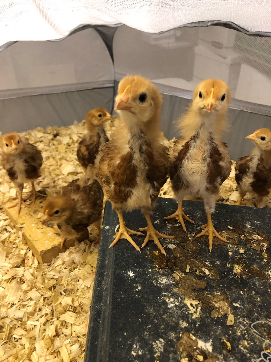 Got some Chickens a few weeks ago here's a picture of them #cnusocialmedia