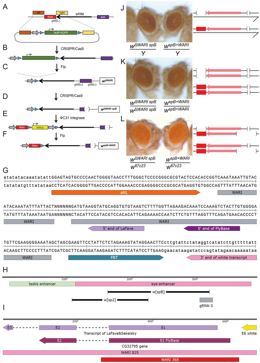 Micropub7n's tweet photo. No apparent role for the Wari insulator in transcriptional regulation of the endogenous white gene of Drosophila melanogaster #micropublication #biology #data #caltechlibrary #Drosophila #PhenotypeData #NegativeResult https://t.co/LWaIFva3xO https://t.co/4sLxJVkqft