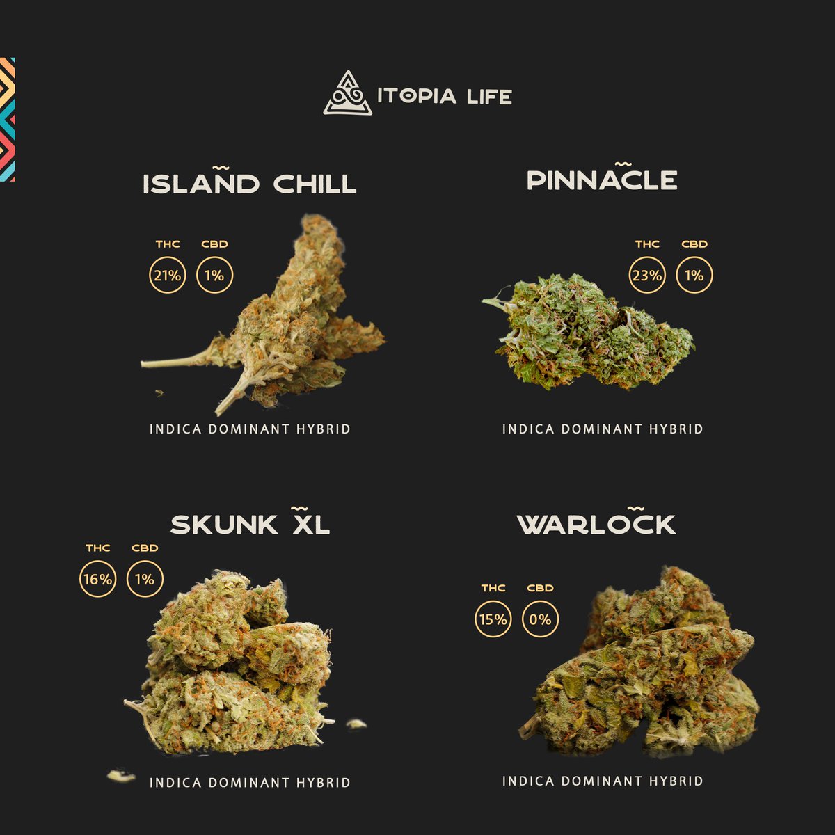 itopialife's tweet photo. Which strain🌿💨  is your top🔝 pick for having the ultimate 🎉 Itopia life experience?

Let us know below! 💬💭

#Itopia #ItopiaLife #ExperienceItopia #ItopiaVibes https://t.co/zNaEJhSz4v