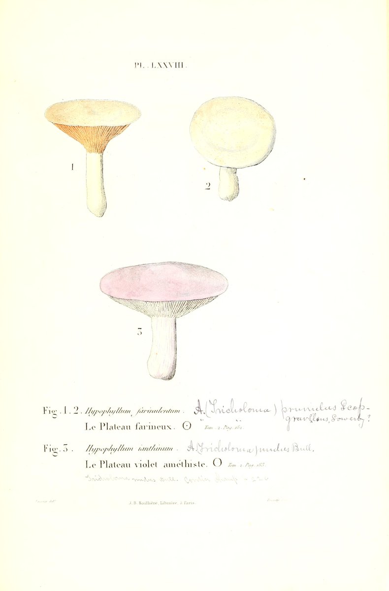 Iconographie des champignons de Paulet, recueil de 217 planches dessinées d'après nature by  Léveillé, Joseph Henri, 1796-1870; Paulet, Jean-Jacques, 1740-1826   ~ archive.org/details/iconog… #fungi #butterflies #birds #nature #book #archive #scientificillustration