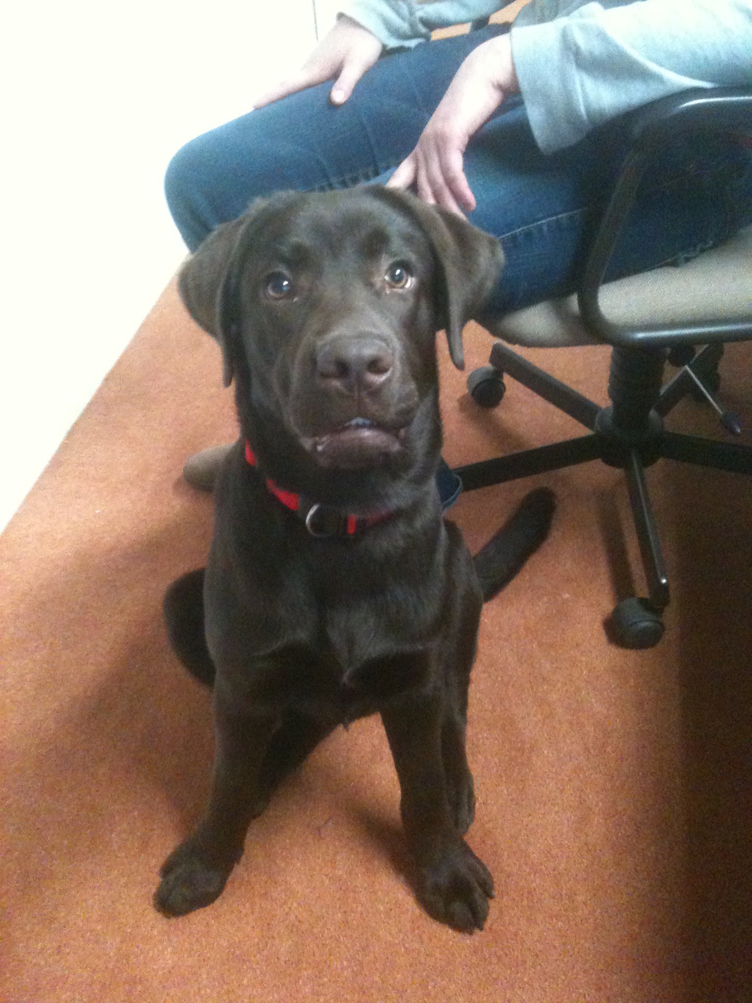 Jasper Oorthuys On Twitter dog rates Jack As A Pup early 2011 