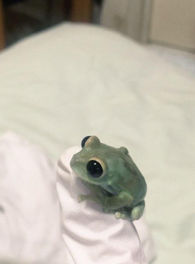 hourly frogs ! ꕥ (@hourfrogs) on Twitter photo 