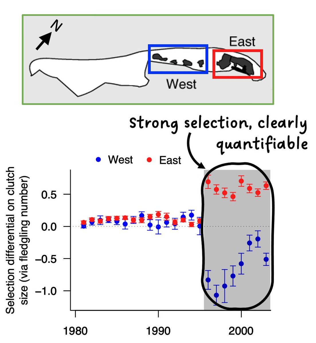 3/ Six years of artificial selection (grey shading) succeeded in switching that spatial difference: a quantitative genetic model showed that birds in the East had genes for laying larger clutches than birds in the West onlinelibrary.wiley.com/doi/abs/10.111… #BOU2023 #SESH4