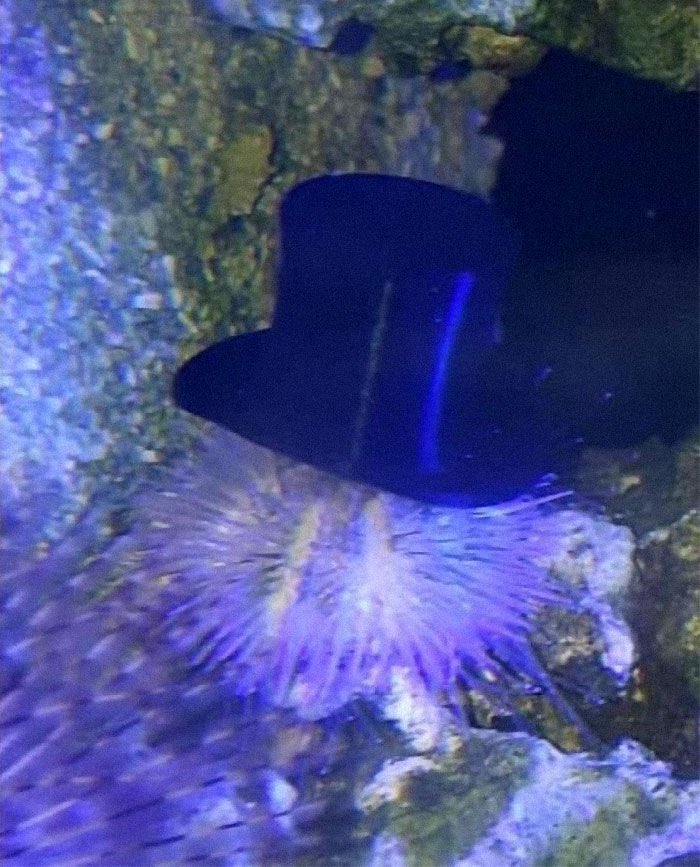 gunsnrosesgirl3's tweet image. Some species of sea urchins use shells as hats to make them feel safer and camouflaged and if you give them actual tiny hats they will wear them