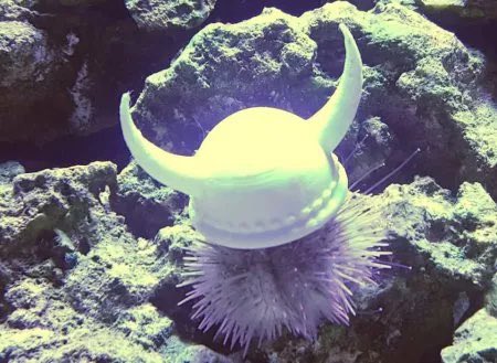 gunsnrosesgirl3's tweet image. Some species of sea urchins use shells as hats to make them feel safer and camouflaged and if you give them actual tiny hats they will wear them