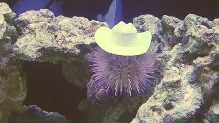 gunsnrosesgirl3's tweet image. Some species of sea urchins use shells as hats to make them feel safer and camouflaged and if you give them actual tiny hats they will wear them