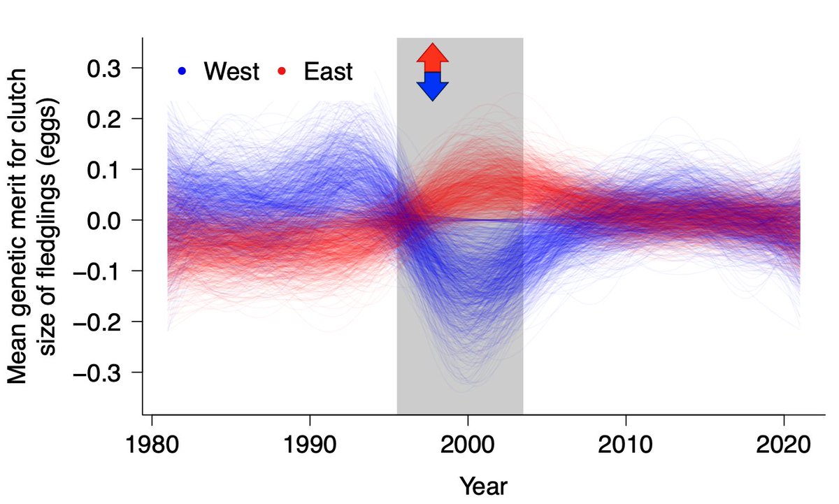 4/ When selection ended, this difference disappeared almost as quickly as it had been created (figure shows the genetic change between 1981 and 2021, as predicted by 1000 samples of our model)... #BOU2023 #SESH4