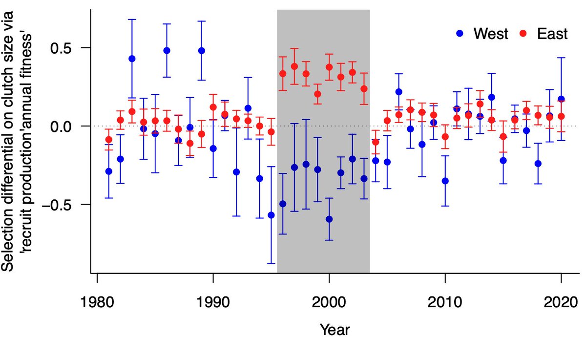 5/ …yet natural selection on clutch size was relatively weak. So if not driven by in situ adaptation, is gene flow the main driver of evolution at local scales?  #BOU2023 #SESH4