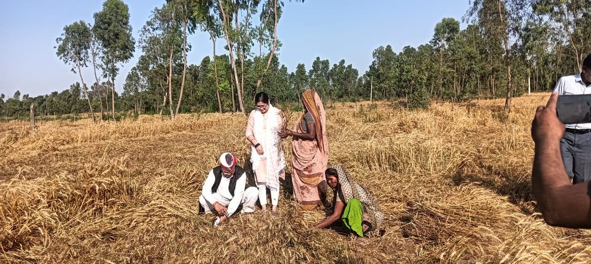 SdmBisauli's tweet photo. Crop cutting experiment to assess Rabi crop yield. https://t.co/poOPT8uj6E