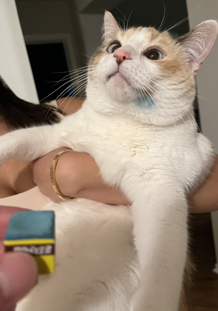 fatfatpankocat's tweet photo. She put her chin on the pool table chalk https://t.co/a3ckqxYi5e