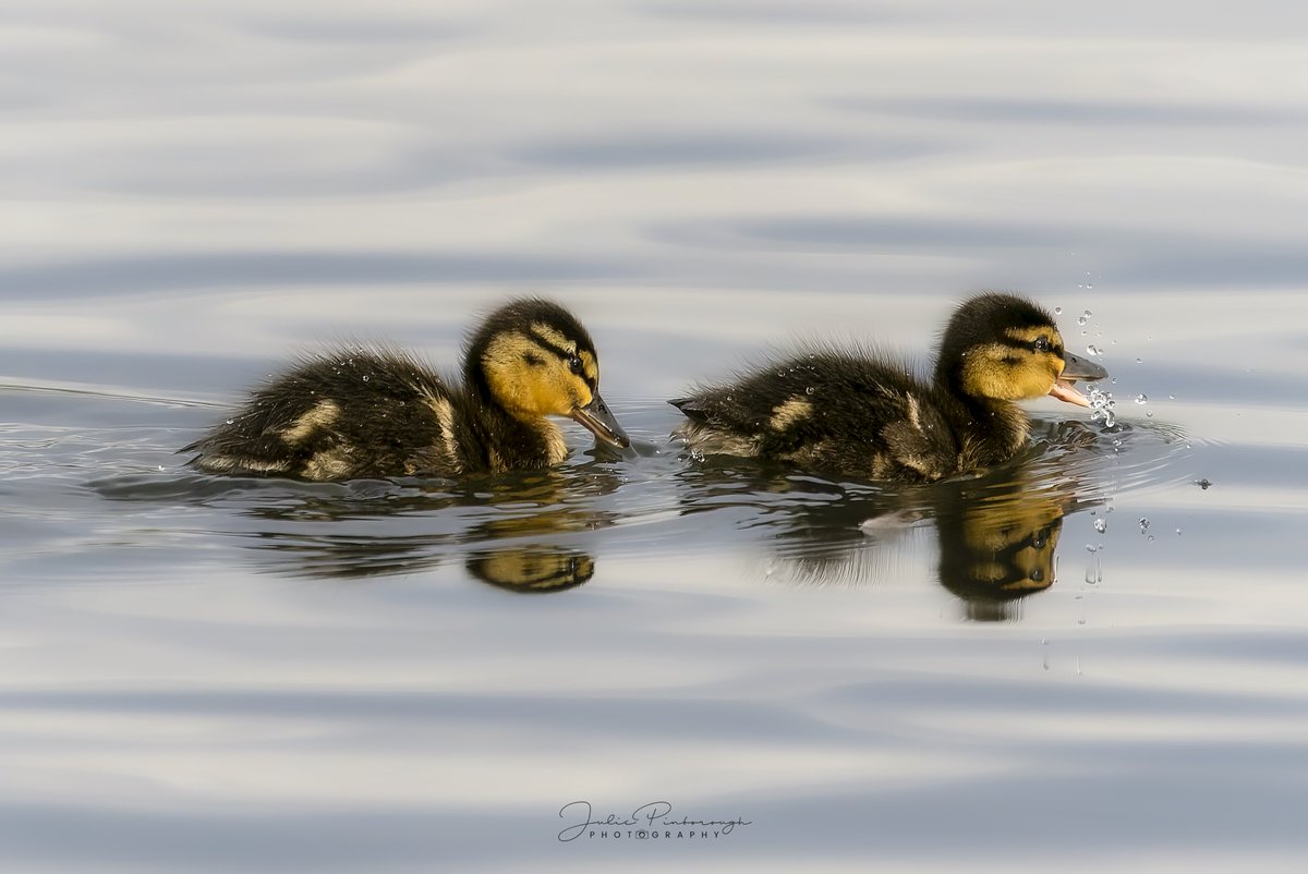 Double cuteness at the #blackheath duck pond #princessofwalesduckpond