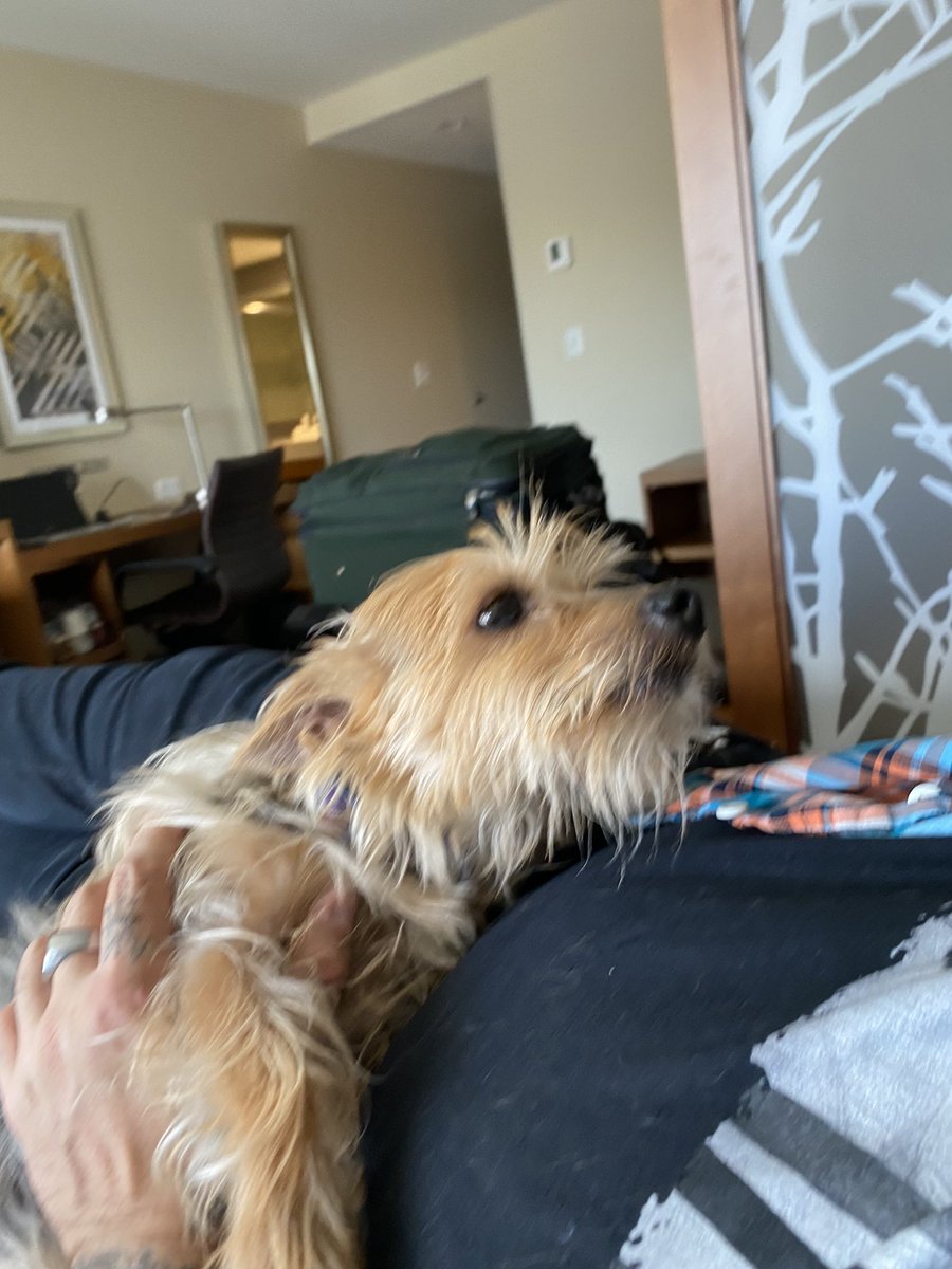 tafkam08's tweet photo. Billy rescued Scratchy from an alley in Baltimore a year ago today!! 🐕❤️🐕❤️ https://t.co/iTJQlyvYsO