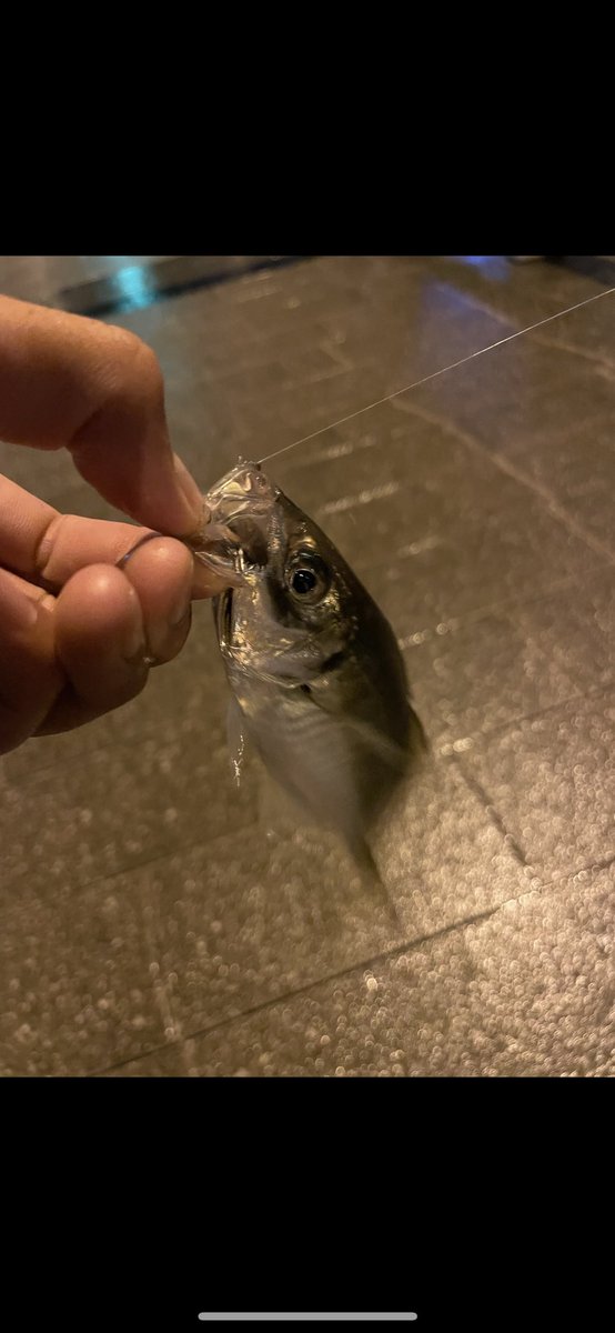 2003325Y's tweet photo. 久しぶりに横浜アジング行きたいんですけど情報が古くて全然分かりません、、
誰か一緒に行きましょー🎣 https://t.co/xpPfXOiB6B