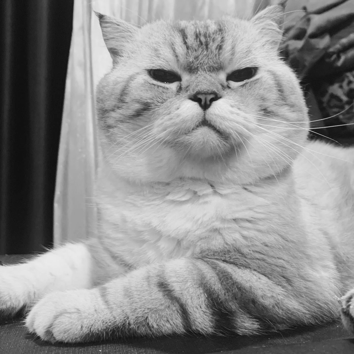 kh_ntth's tweet photo. Genเราน้อยคนที่จะไม่รู้จักเฉโป แมวผู้เกรี้ยวกราดในรายการ we are lovely pet ในช่อง VRZO 
.
วันนี้พี่โปกลับดาวแมวแล้ว รักเฉโปเหมือนเดิมนะ เดินทางกลับดาวดีๆ นุษเคคงจะเศร้าและคิดถึงมากแน่ๆ เป็นกำลังใจให้นุษผ่านไปให้ได้ด้วยนะพี่เฉโป 

รักและคิดถึงตลอดไป… 🤍 
.
#เฉโป 😺 https://t.co/sP73ClcmBC