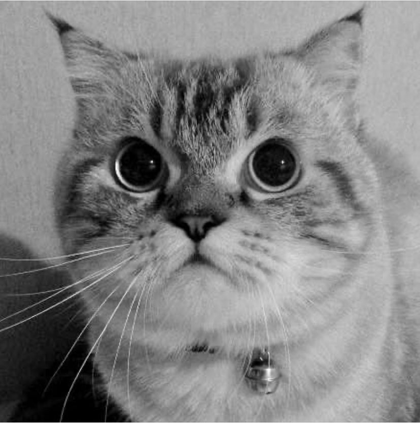 kh_ntth's tweet photo. Genเราน้อยคนที่จะไม่รู้จักเฉโป แมวผู้เกรี้ยวกราดในรายการ we are lovely pet ในช่อง VRZO 
.
วันนี้พี่โปกลับดาวแมวแล้ว รักเฉโปเหมือนเดิมนะ เดินทางกลับดาวดีๆ นุษเคคงจะเศร้าและคิดถึงมากแน่ๆ เป็นกำลังใจให้นุษผ่านไปให้ได้ด้วยนะพี่เฉโป 

รักและคิดถึงตลอดไป… 🤍 
.
#เฉโป 😺 https://t.co/sP73ClcmBC