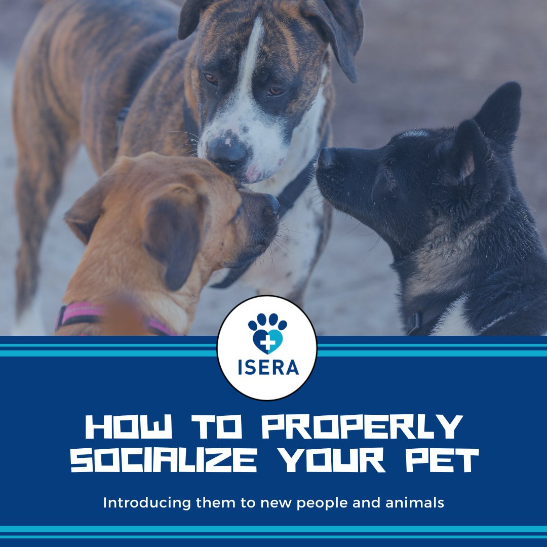 iseranimals's tweet photo. Is your pet shy or nervous around new people or animals?
Our latest post has tips on how to properly socialize them:
https://t.co/SKWmkSvOlr 👈

#pets #socialization #animalwelfare #socializingpets #petbehaviortraining #animalcommunication #animalbehavior https://t.co/SX8SgXk0IQ