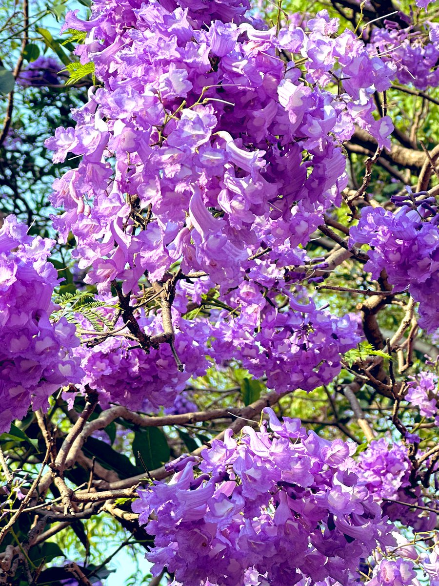 #jacarandas #purplelove
#flowerreport #naturelovers #shotoniphone #springblooms