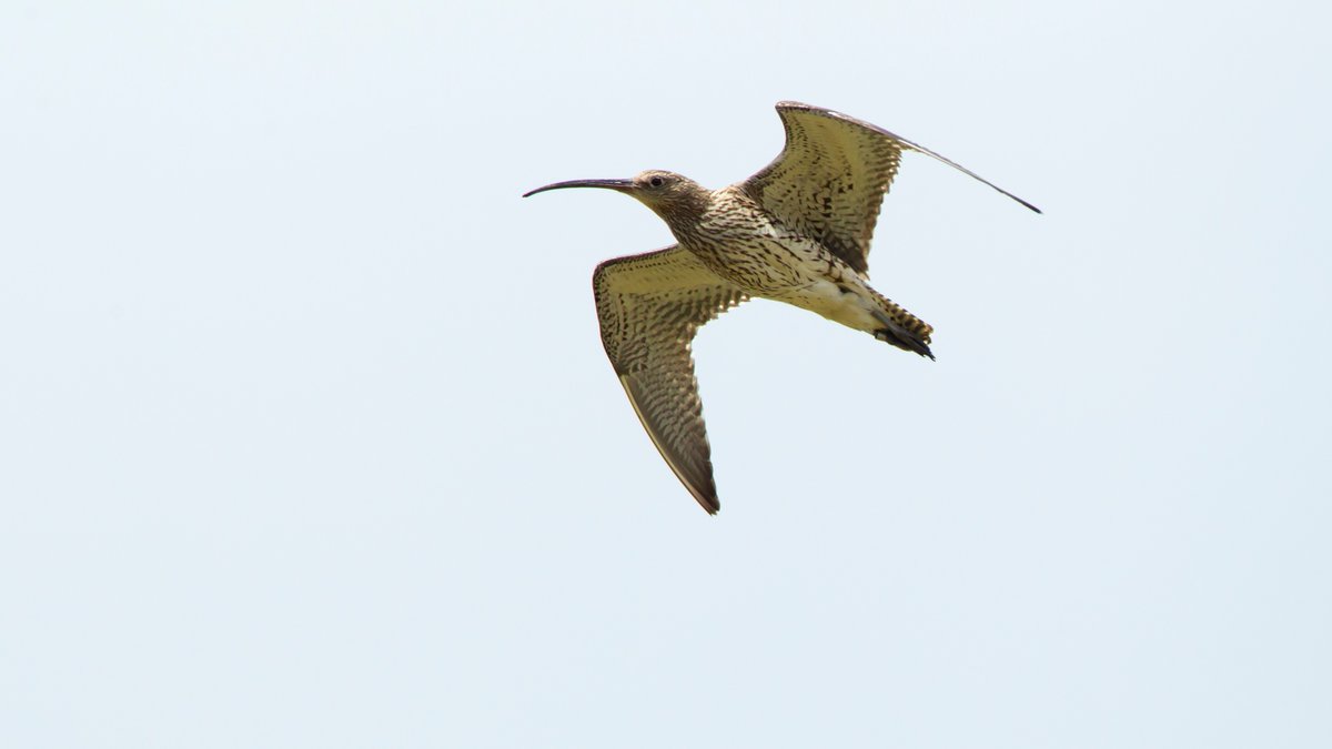 The skies above Ysbyty Ifan and Hiraethog are busy filling with the bubbling call of curlews as they establish territories and prepare to nest. Look out for them in your area and let Gylfinir Cymru know where and when you saw one here: cofnod.org.uk/LinkInfo?ID=12