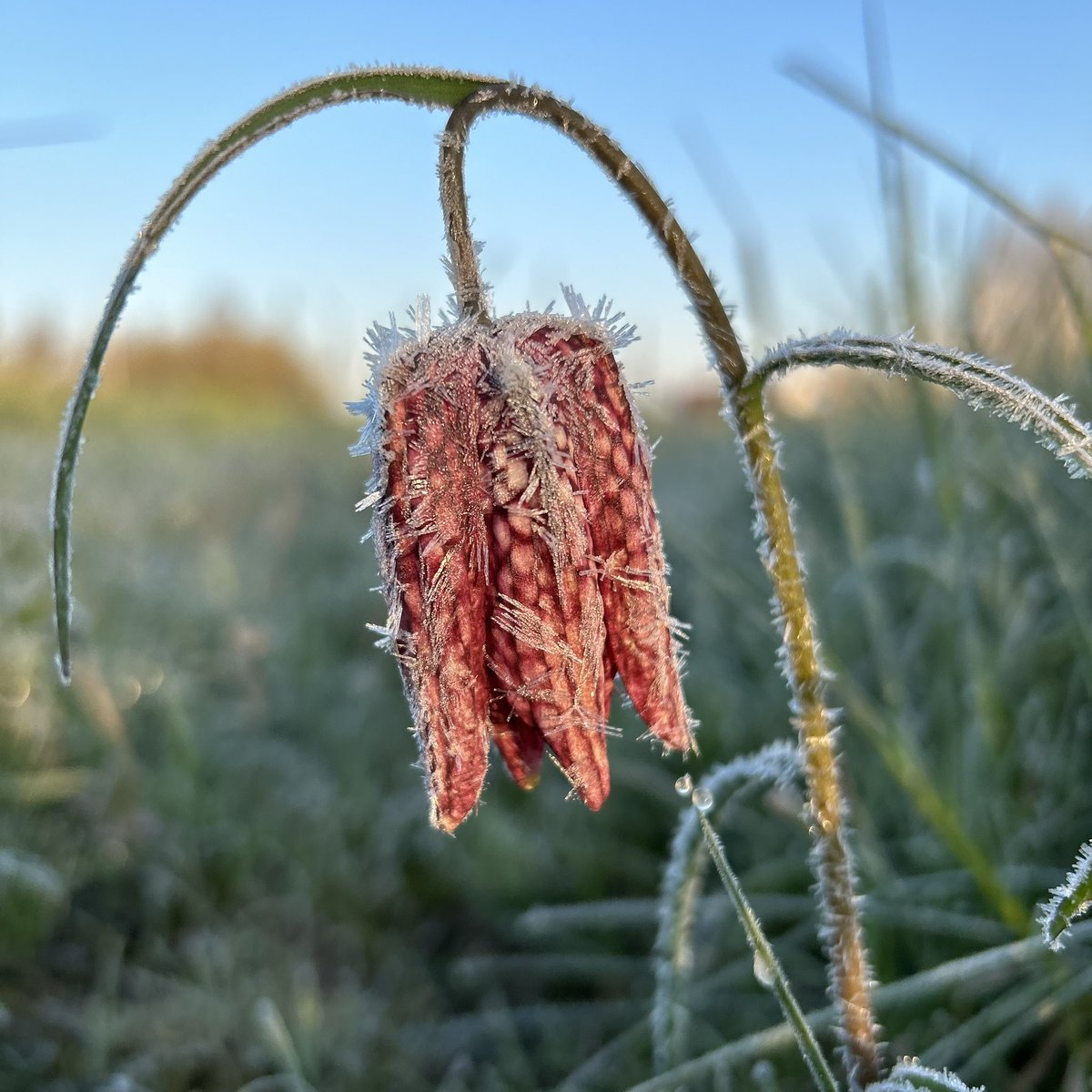 De kievitsbloem in de vroege morgen. 

#kievitsbloem #zwolsetulp #natuurindestad #zwolle
