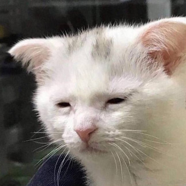 Cute Animals tweet media