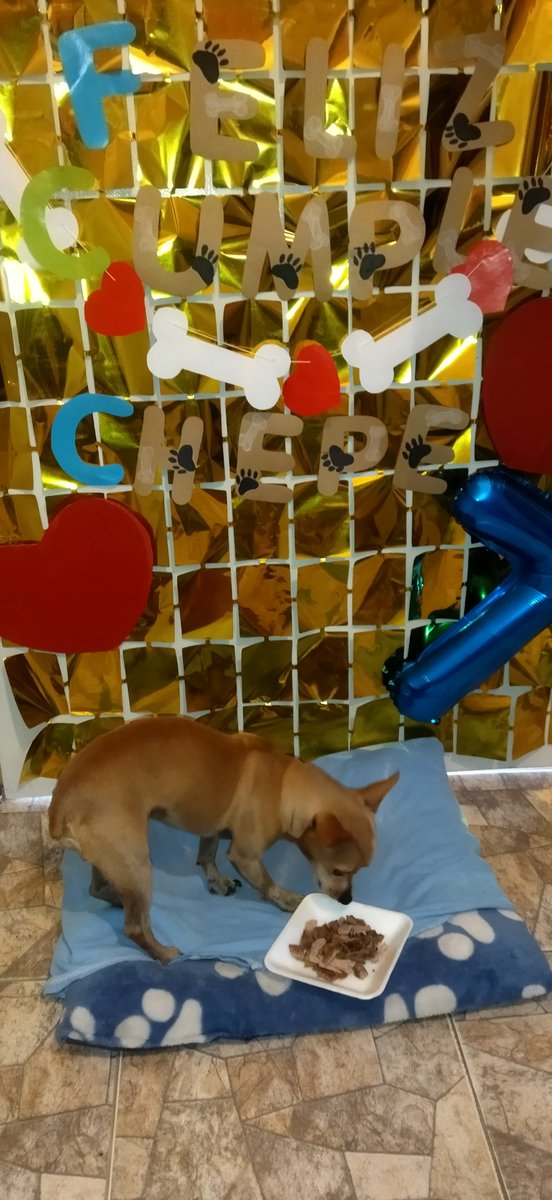 penieves's tweet photo. Ya partió su pastel de carne 🥩🥩. 🤪🤪🤪😂🐕 https://t.co/MhuY8o8K7t