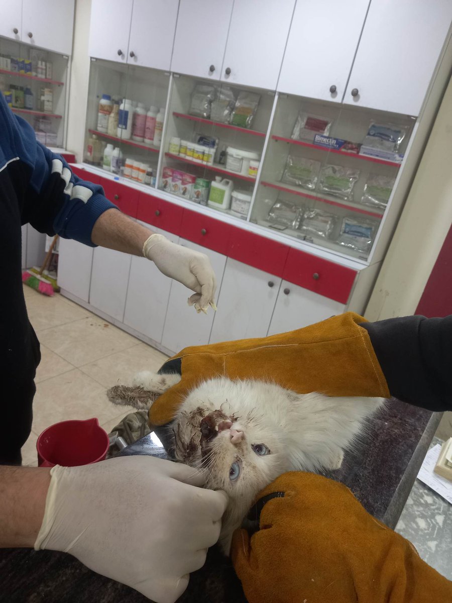 Cats Palestine 🇵🇸 tweet media