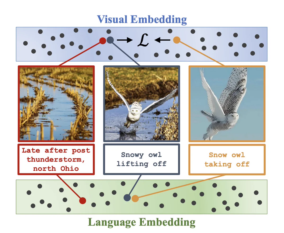 A figure showing 3 images: left to right, the first image is of a creek, the second is of an owl flying in a creek, and the third is of an owl flying across a clear sky. The captions are "late after post. thunderstorm, north Ohio", "Snowy Owl lifting off", "Snow owl taking off". The figure depicts that the right two images lie close to each other in language embedding space, while the left two are close to each other in visual embedding space. There is a loss term that is bringing the visual embeddings of the two owl pictures close to each other. 