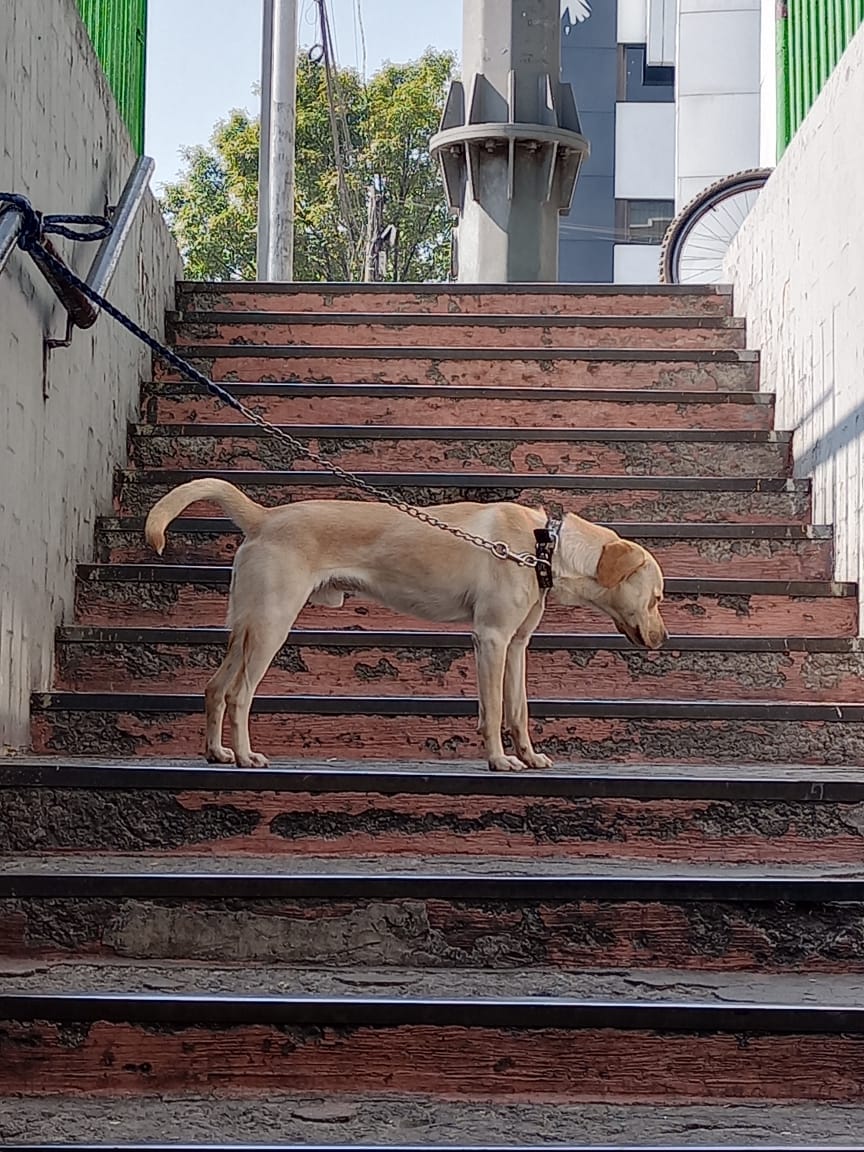 VIBRAmascotas's tweet photo. #sos #cdmx #Nativitas #perroAbandonado #rt #UrgeResguardo 
Alguien que esté cerca que pueda ayudar a este perrito? Lo dejaron amarrado 
Más información en el número 5514797454 https://t.co/GcrLvfTKAh