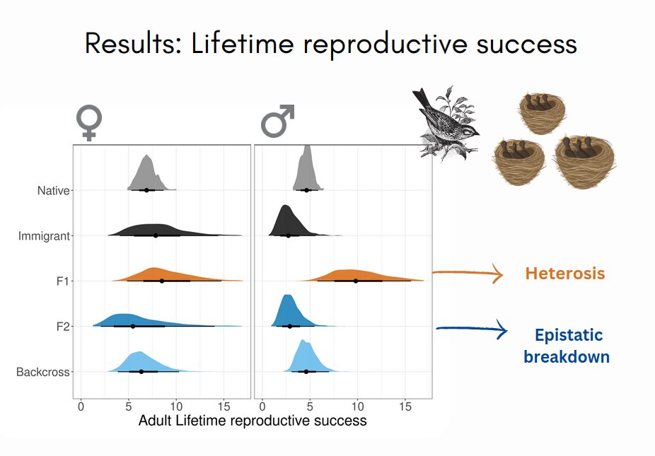4/6 #BOU2023 #SESH4
We found striking differences in multiple fitness components between the different groups, whereby F1s experienced heterosis (fitness increase), and F2s experienced epistatic breakdown (fitness loss), which was also reflected in overall fitness.
