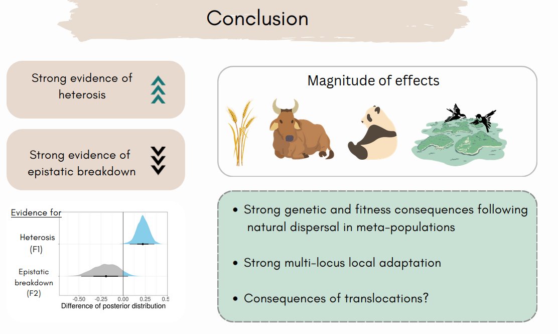 5/6 #BOU2023 #SESH4
Our results are surprising, as they are partially in contrast to the expectation from genetic rescue literature. Next steps will be investigating mating choices among these different groups and introgression of immigrant genes on longer time frames.