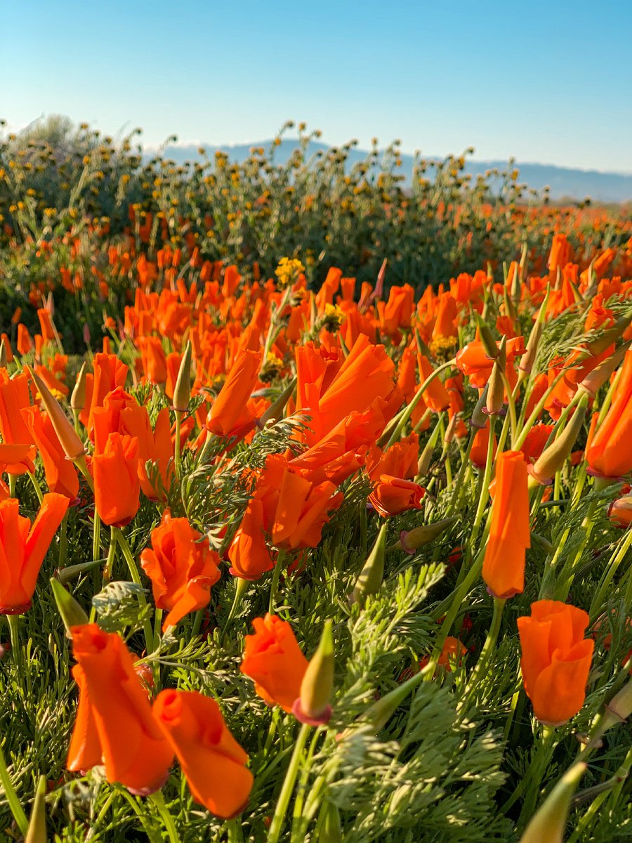 Fields of poppies as far as the eye can see 🌼 Antelope Valley is a must-visit destination for anyone craving a scenic road trip. 
Don't forget to make a pit stop at The Oasis on I-5 to refuel and refresh before continuing your adventure. 

#antelopevalley #roadtrip #OasisOnI5