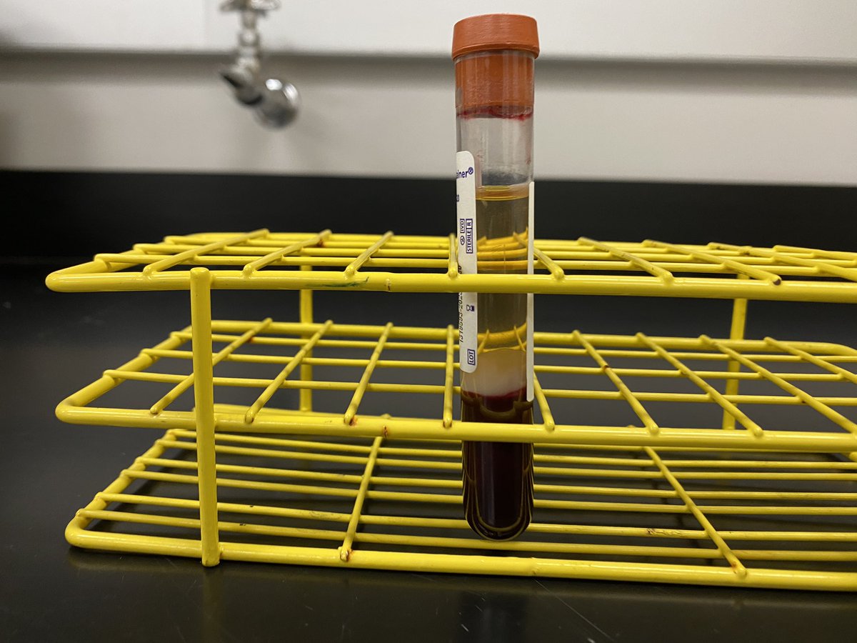 Here we go, calving season has begun for the #canolafat study! <a href="/DrBart_Beef/">Dr Bart Lardner 🇨🇦</a> @SaskCanola <a href="/SaskCattlemens/">Sask Beef</a> <a href="/BeefResearch/">Beef Cattle Research</a> <a href="/albertabeef/">Alberta Beef</a> <a href="/LFCE_usask/">Livestock & Forage Centre of Excellence</a>