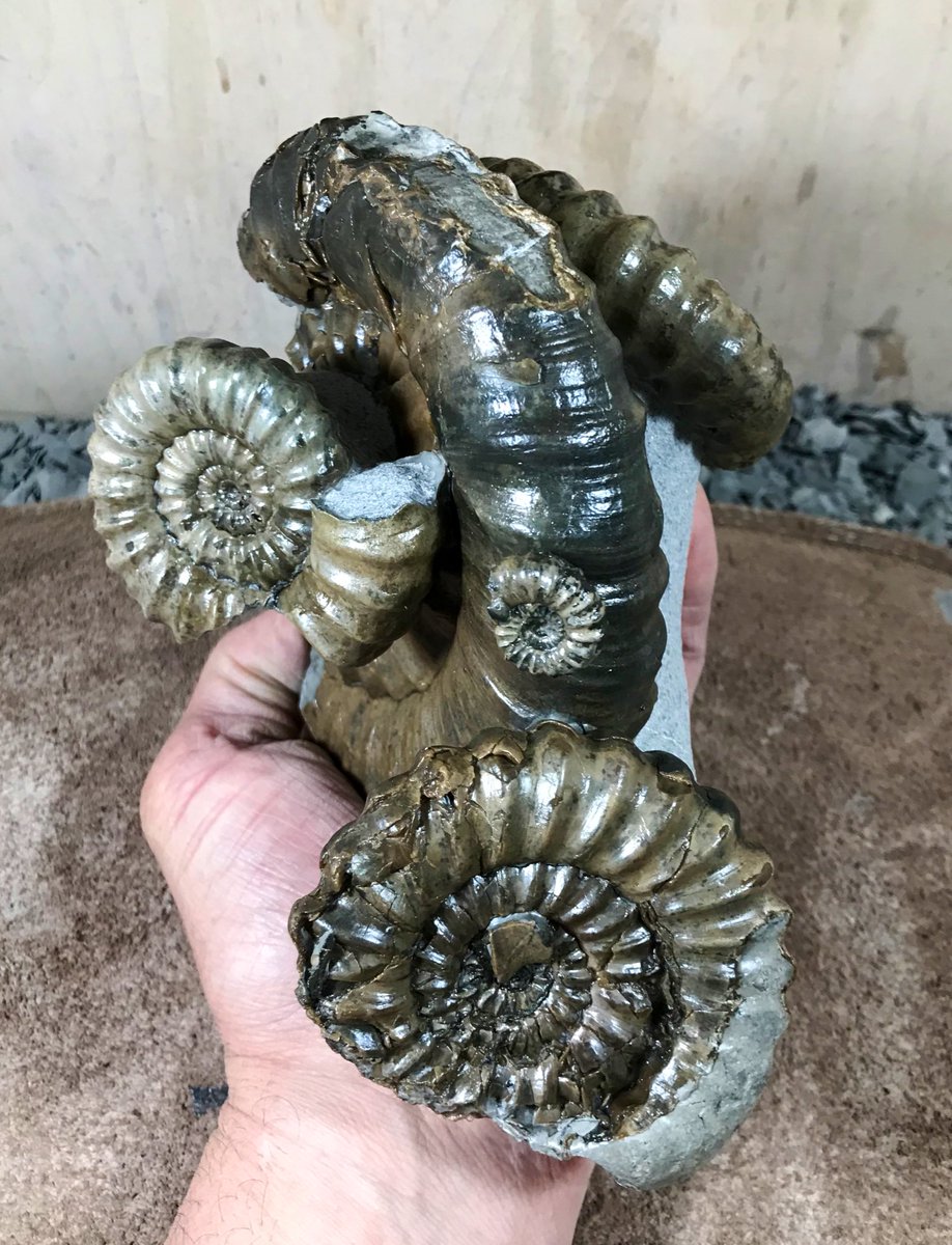 Jurassic Coast Guide tweet media