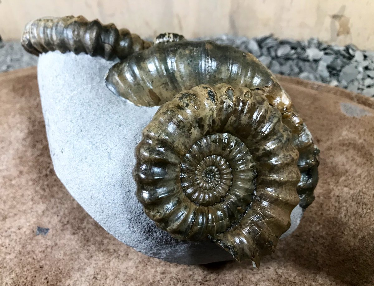 Jurassic Coast Guide tweet media