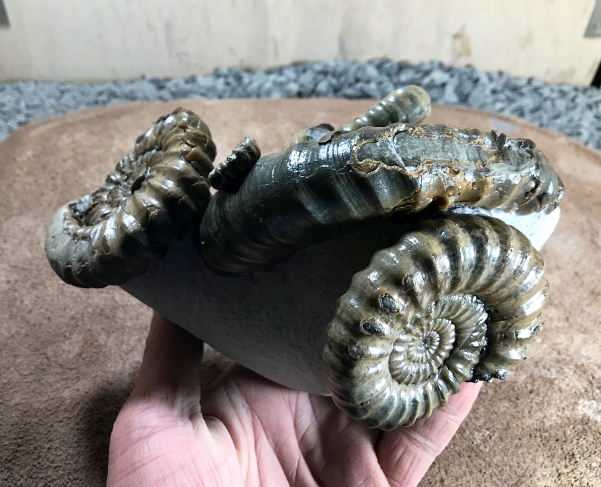 Jurassic Coast Guide tweet media