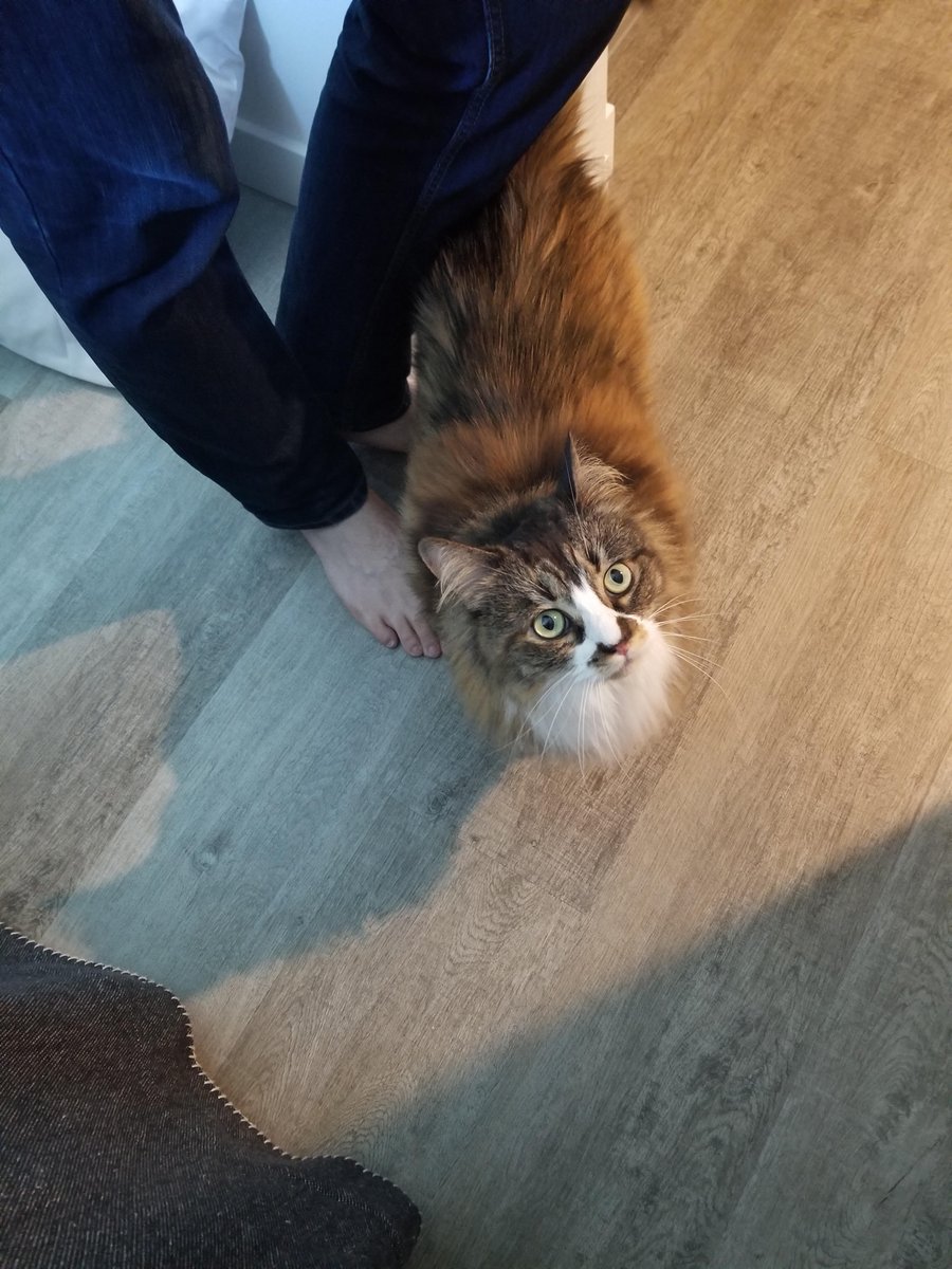 We think that Lulu was very happy to get home to her people! Proud to have been part of the long journey home! 

If you are traveling to or from Canada let us help keep your family together! Send an email today for more information. 

animaltravel.com