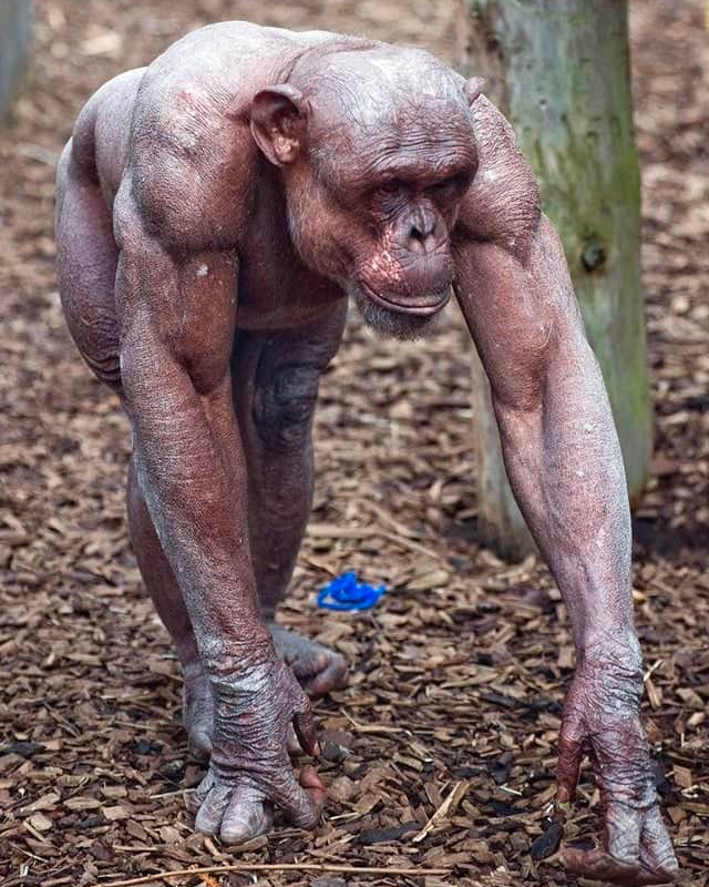 EnsedeCiencia's tweet photo. La alopecia no solo afecta a humanos; aquí podemos ver a un chimpancé con esta afección. https://t.co/ShTfSlfiKE