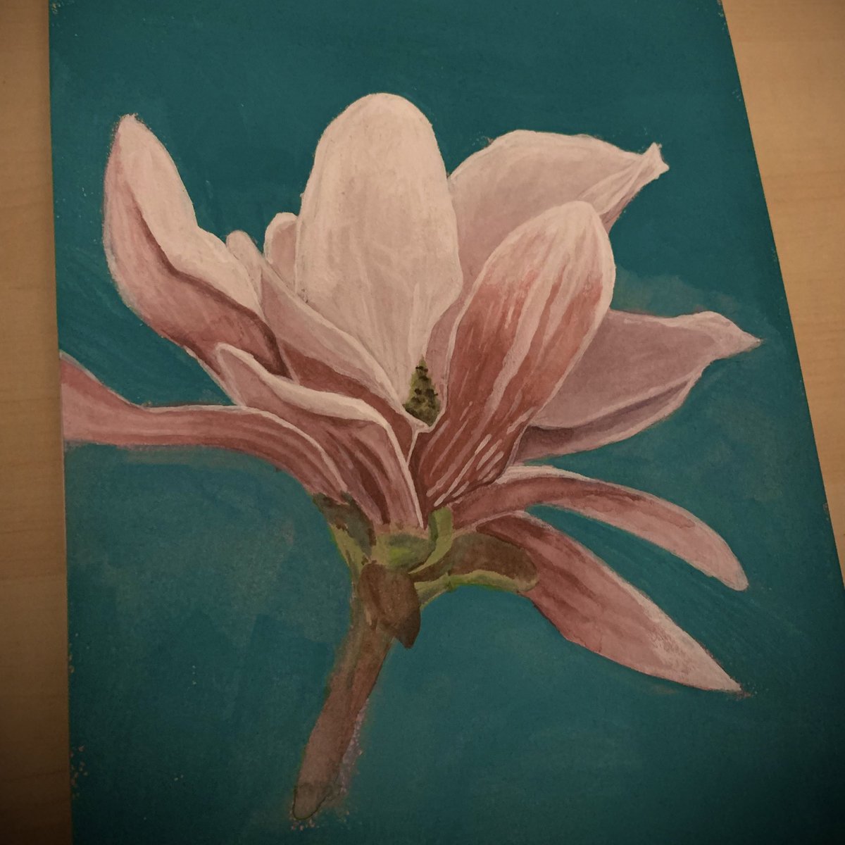 cathy_s_c's tweet photo. practice: #Magnolia

Since spring is coming, magnolia tree flowers are finally booming. 🌷

#japeneseart #gouache #gouachepainting https://t.co/jnkupl8GYU